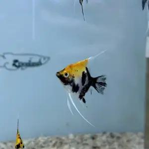 [주니멀열대어][엔젤피쉬] 레드데빌 엔젤 3~4cm 내외관상어