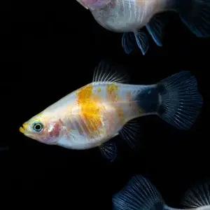 [주니멀열대어][난태생]미키마우스 플래티 (3마리)관상어