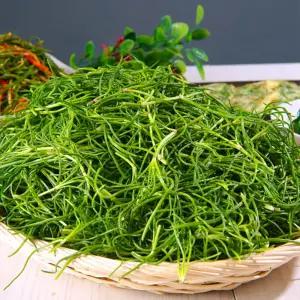 산지직송 전남 무안 세발나물 4kg