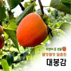 2025 농협 김제 대봉감 4.5kg