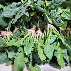 산지직송 남해 노지시금치 4kg 제철음식 노지시금치 섬초