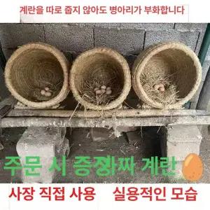 닭 둥지 알 낳는곳 병아리 이동식 부화장 산란통