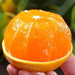 고당도 제주 효돈 노지 감귤 로얄과