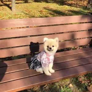 애견의류 플리츠 강아지 벨벳 원피스 기본 W2E13F3