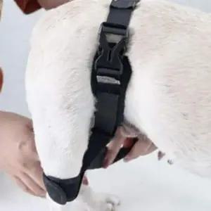[골드스마일]강아지 슬개골 보호대 탈골 보조기 벨트 L