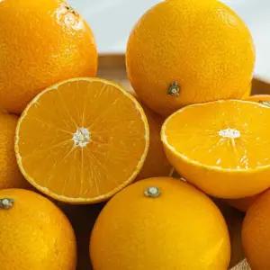 제주 노지 못난이 가정용 황금향 10kg 혼합 흠과