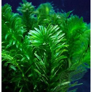 연못 산소 공급 - 엘로데아 수입 및 USDA 승인 다발 식물 아나차리스