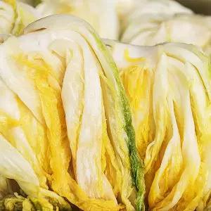 조은해남 절임배추 20kg 사전예약#100%국내산