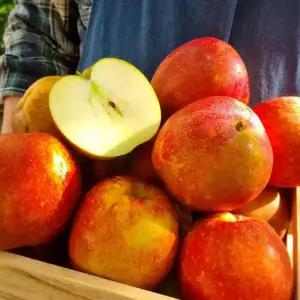 [25년 마지막 물량] 가정용 꿀사과 감홍사과 5kg 중소과 23~28과