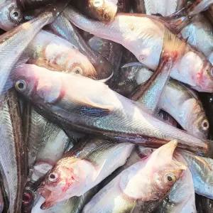 주문진 국산 생물 알배기 알도루묵 10마리