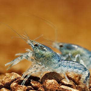 [미미템] 미니 블루 가재 1마리