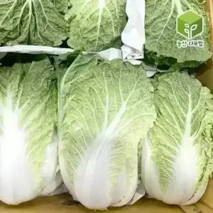 국내산 알배기 쌈배추 12통 8kg