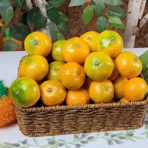 25년 제주 서귀포 고당도 노지 감귤 5kg 10kg 극조생 조생귤