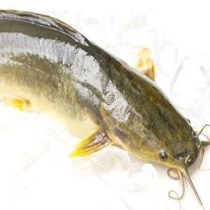 깨끗하게 손질한 자연산 메기 1kg  매운탕소스  추가구성 국내산민물고기