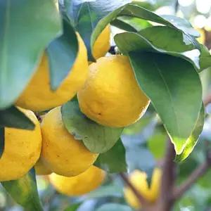 [황금열매]햇 유자 못난이 유자 5kg (랜덤과)