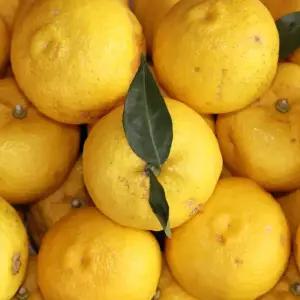 [지금이 제철] 고흥 햇 유자 못난이 흠과 1kg(8과 내외)