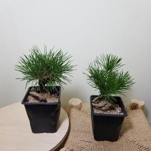 [소나무길] (2개묶음) 고고한 자태를 자아내는 미니해송 해송 소나무분재 199 화원 농원