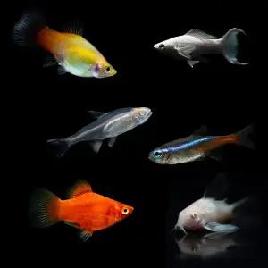 순둥순둥 물고기[구피 합사 열대어] 플래티 몰리 안시 코리도라스