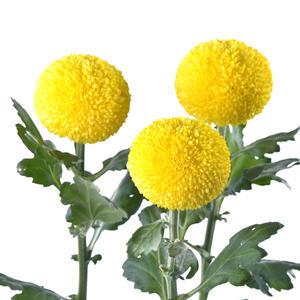 어린모종 국화 핑퐁 골든(폼폰타입) 8cm분
