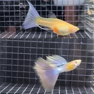 [달이네 수족관] 핑크키티 리본