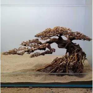 성형유목 만자니타 유목 대형 모스트리 수족관 소나무