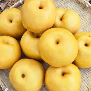 고당도 햇배 신고배 가정용 정품 선물세트 3kg 5kg