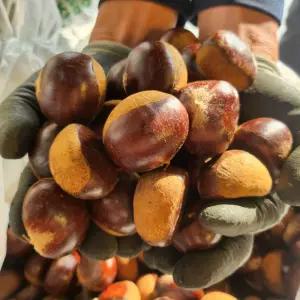 싱싱햇 충주밤 이평 알밤 햇밤 2kg