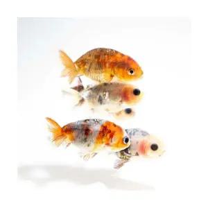 [주니멀열대어]키우기쉬운[금붕어]강호금 유어 (8cm내외) [랜덤발송]관상어