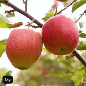 [NS홈쇼핑]경북 참좋은 감홍사과 3kg[35565311]