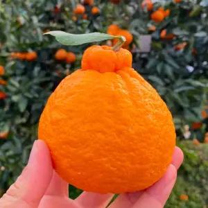 초고당도 제주 한라봉 가정용 2kg 중소과(8~12과수)