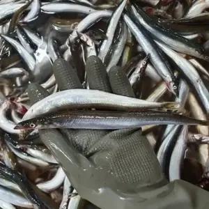 동해 신선한 양미리 도루묵 생물 1kg 30미내외