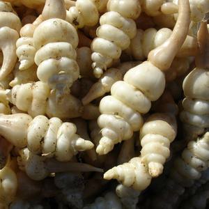 뇌 건강에 좋은 강원도 생 초석잠 (대/중/소) 1kg 골뱅이형