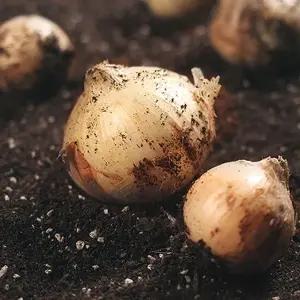 25년 햇양파 5kg (특품)