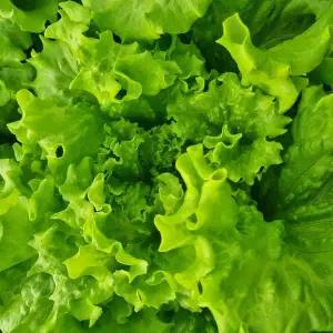 [안산팜]아삭아삭 맛있는 샐러드 상추 카이피라 1kg