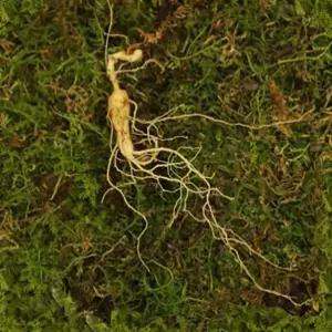 산들산양산삼 5-6년근 10뿌리