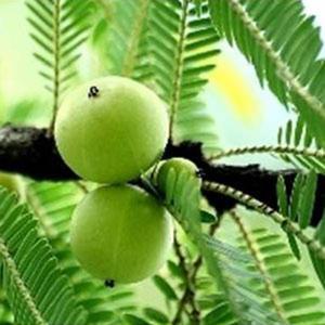 엠블릭 씨앗 10립 / 암라 / 아말라키 / 인디언 구즈베리 허브 / 종자 희귀씨앗