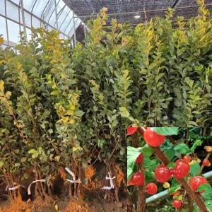 왕앵두나무 묘목 (접목1년생) 특묘 앵두묘목 유실수