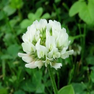 화이트크로바 씨앗(코팅) 1kg 야생화씨앗 산림종자