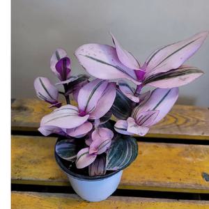 삼색달개비( 재입고) 색상이 이뼈요