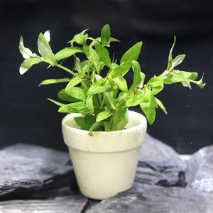 미미팜스 무결점 수초 스트로징 레펜스 3촉