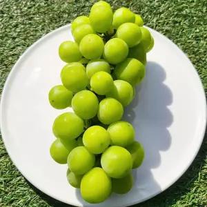 때깔찬 청포도 샤인머스켓 2kg (3수)