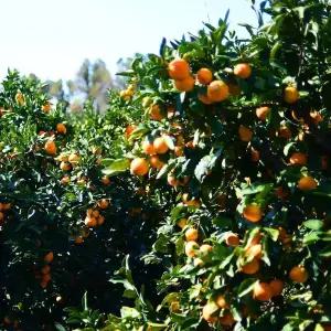 [오늘신선] 올해 수확한! 제주 햇 극조생 조생 감귤 4.5kg(소과)