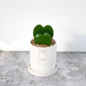 [아침향기]실내공기정화식물 베이직 세라믹 화분 하트호야