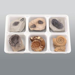 [더원사이언스] 삼엽충 3종, 암모나이트 3종 KSIC-5526/화석/4학년1학기/과학교구