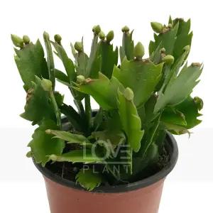 게발선인장(하얀색) 소품 겨울 꽃 크리스마스 선인장 종류 다육이 화분