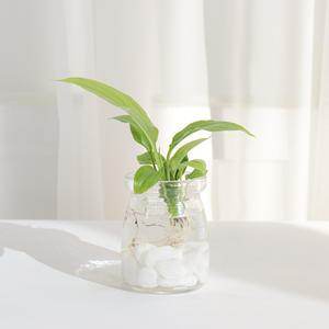 갑조네 푸딩화분 diy 유리수병 원형화분