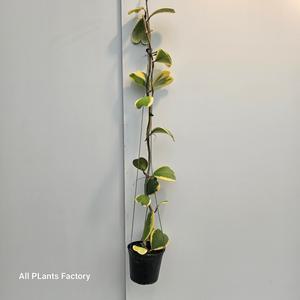 식물공장 무늬하트호야 행잉 공중식물 늘어지는 대품 60-70cm 169