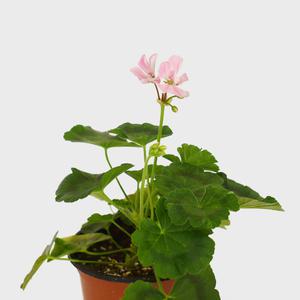 마이플랜트 에라스 빅토리아 제라늄 소형 야생화 꽃모종 실내공기정화 반려식물