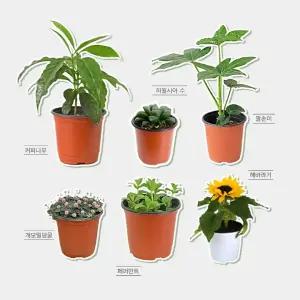 테이블야자 제라늄 콩란 다육이 등 식물 모종