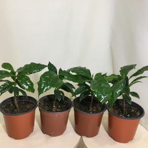 [소나무길](4개묶음) 만인의 사랑 아라비카 커피나무 소형 099화원 농원